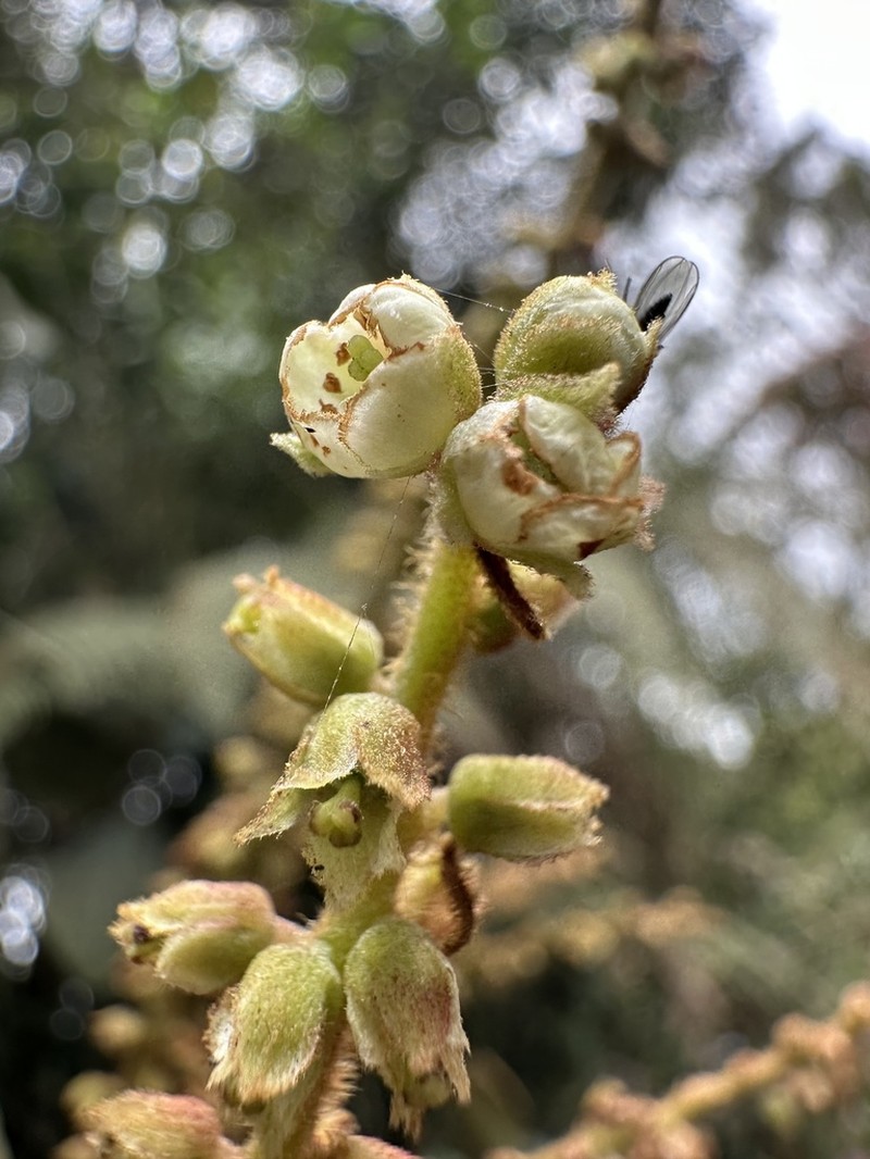 Clethra rugosa