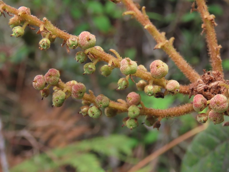Clethra rugosa photo 2