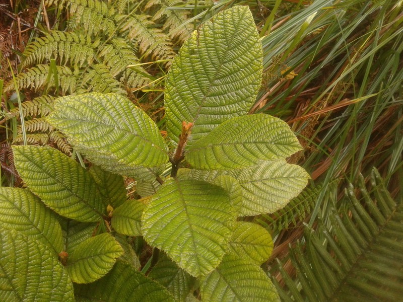 Clethra rugosa photo 5