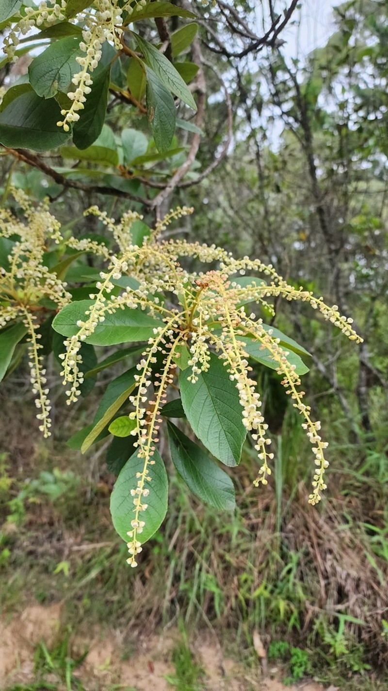 Clethra scabra