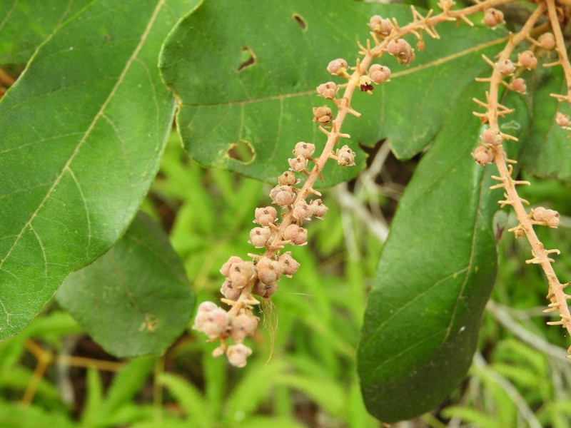 Clethra scabra photo 2