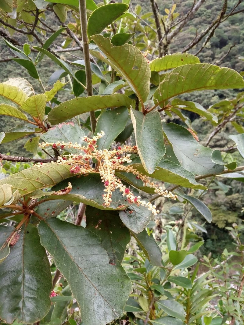 Clethra scabra photo 3