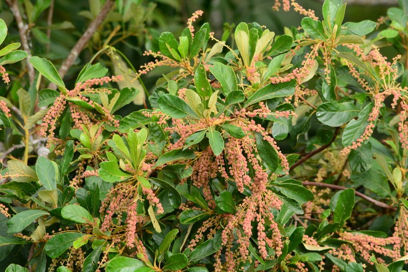 Clethra scabra photo 4