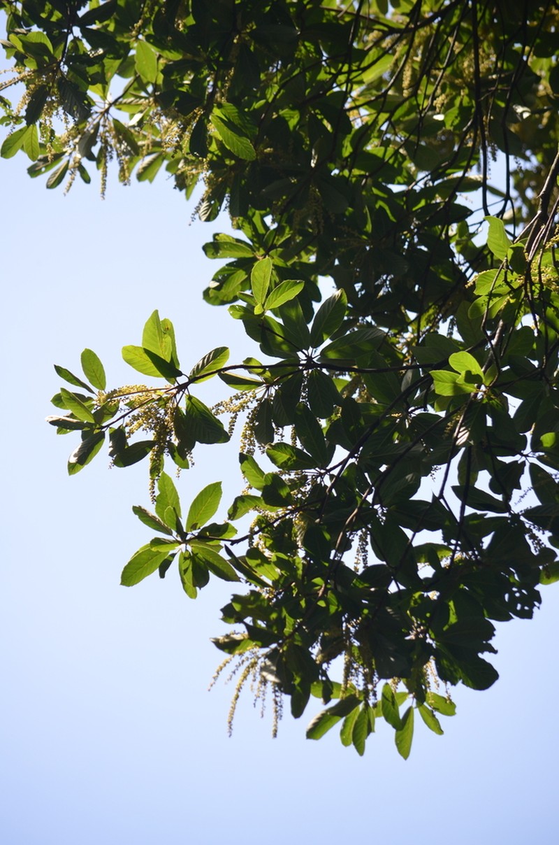 Clethra scabra photo 5