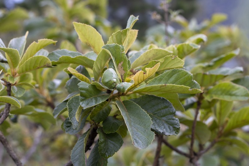 Clethra scabra photo 6