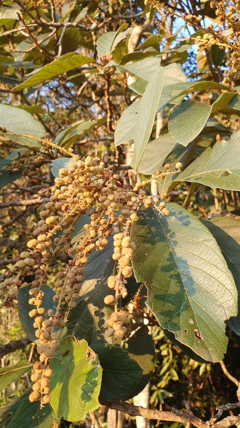 Clethra scabra photo 7