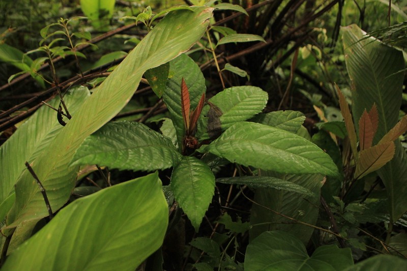 Clethra scabra photo 8