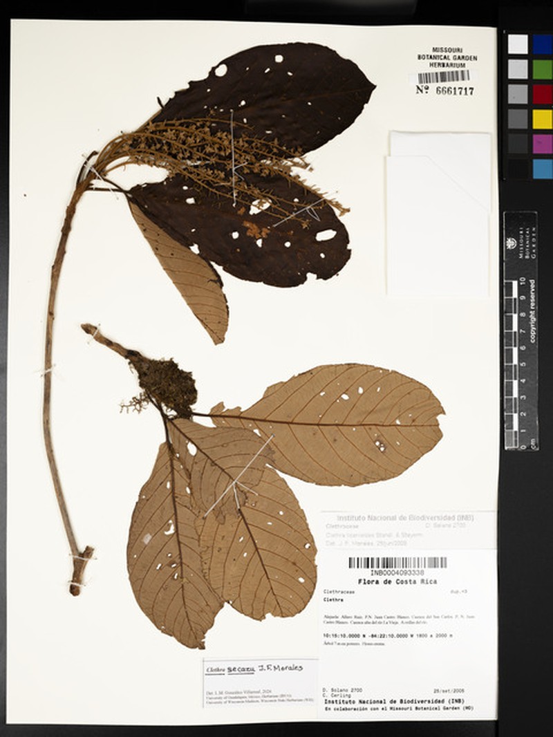 Clethra secazu