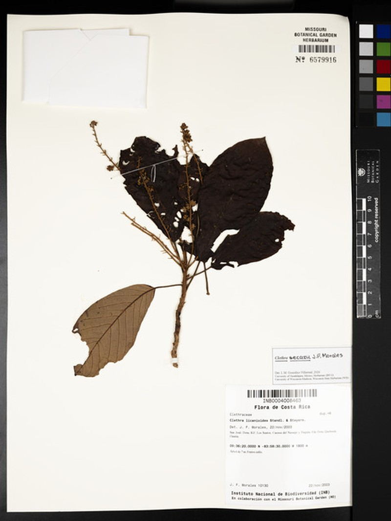 Clethra secazu photo 2