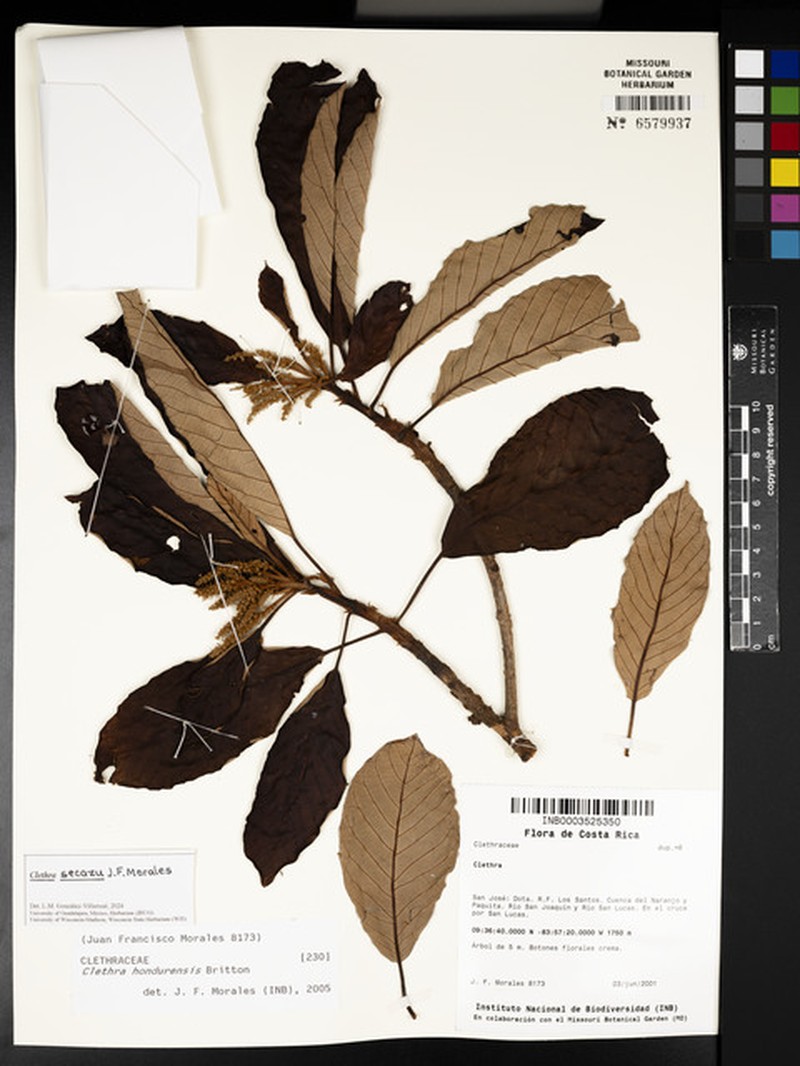 Clethra secazu photo 3