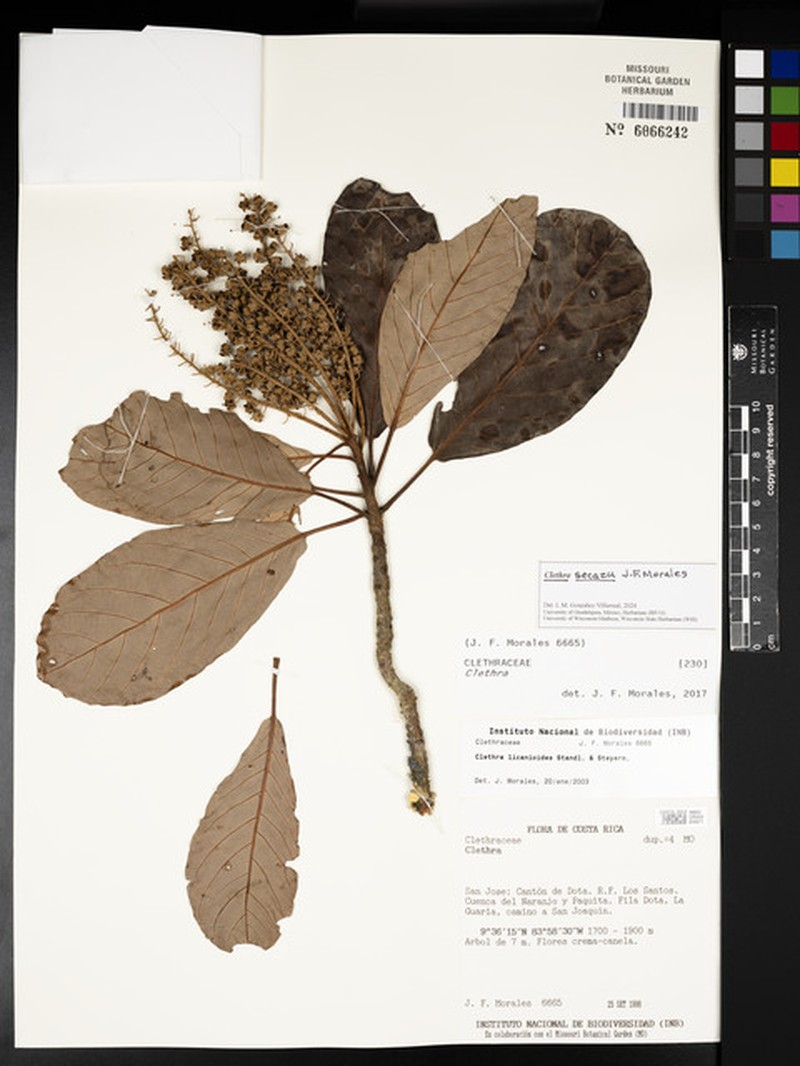 Clethra secazu photo 4