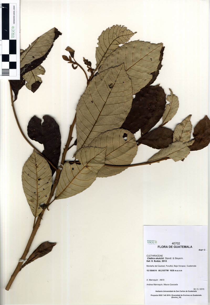 Clethra skutchii