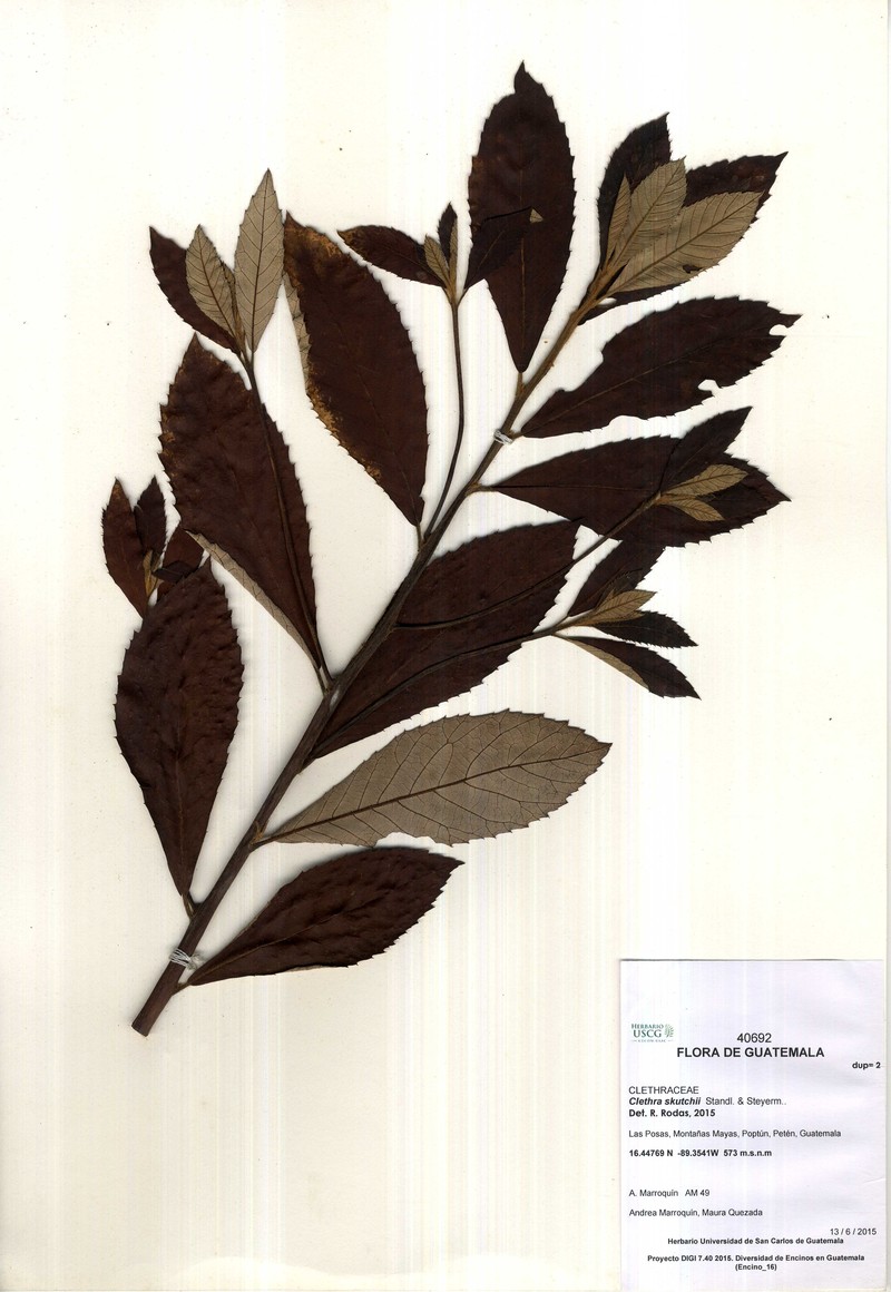 Clethra skutchii photo 2