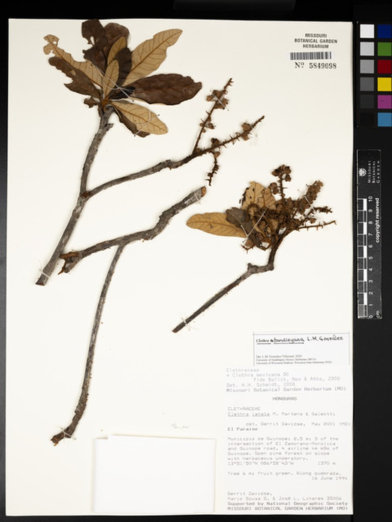Clethra standleyana