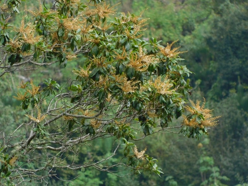 Clethra suaveolens