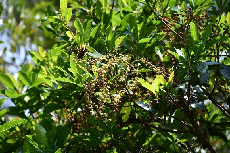 Clethra suaveolens photo 2