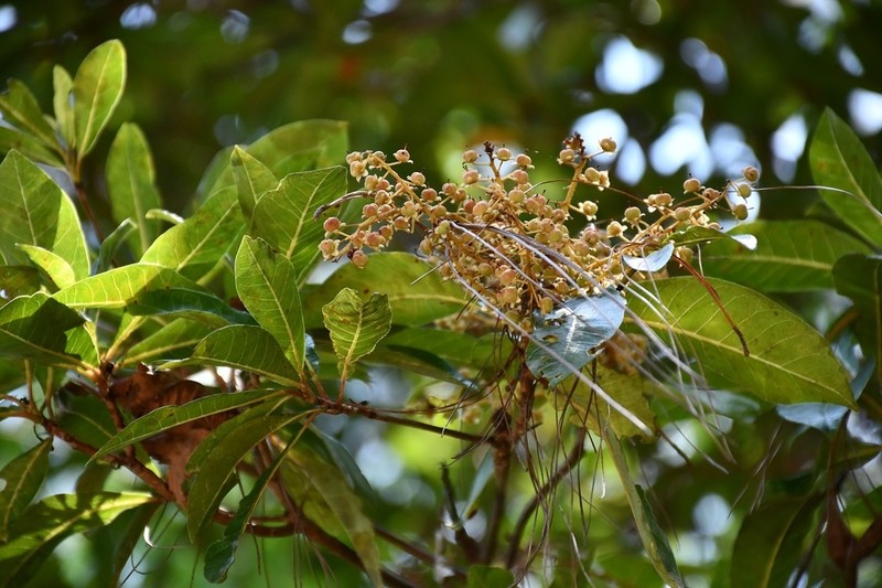 Clethra suaveolens photo 3