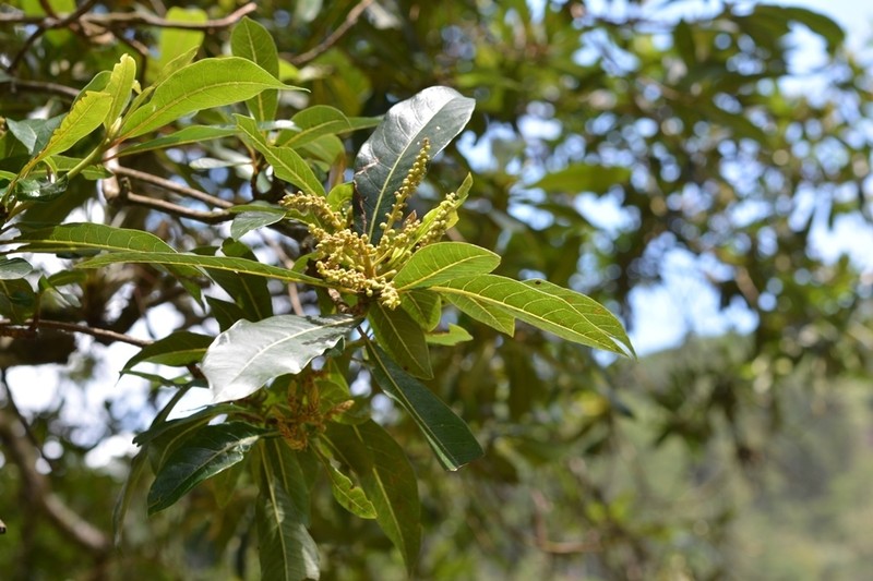 Clethra suaveolens photo 4