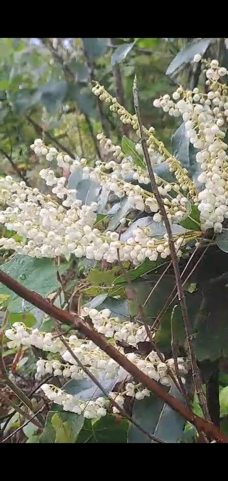 Clethra suaveolens photo 5