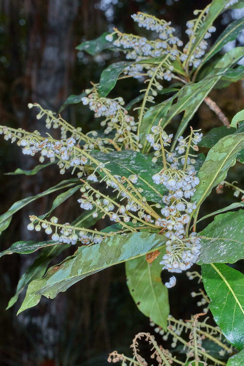 Clethra suaveolens photo 7