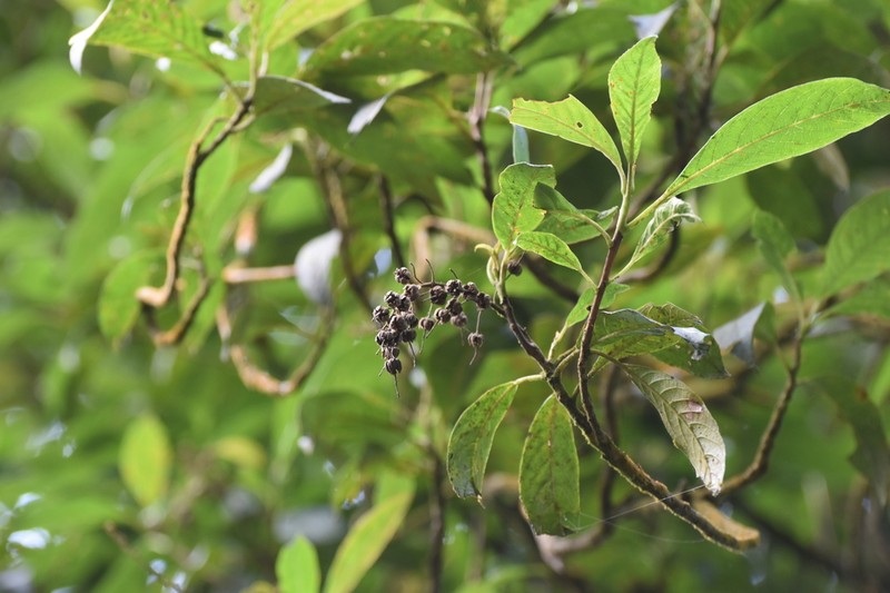 Clethra sumatrana