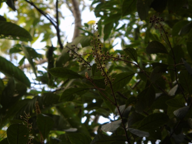 Clethra sumatrana photo 2