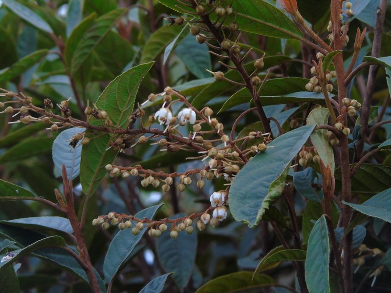 Clethra sumatrana photo 3