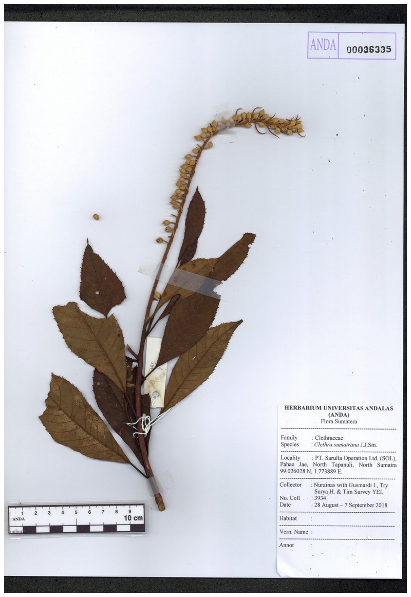 Clethra sumatrana photo 4