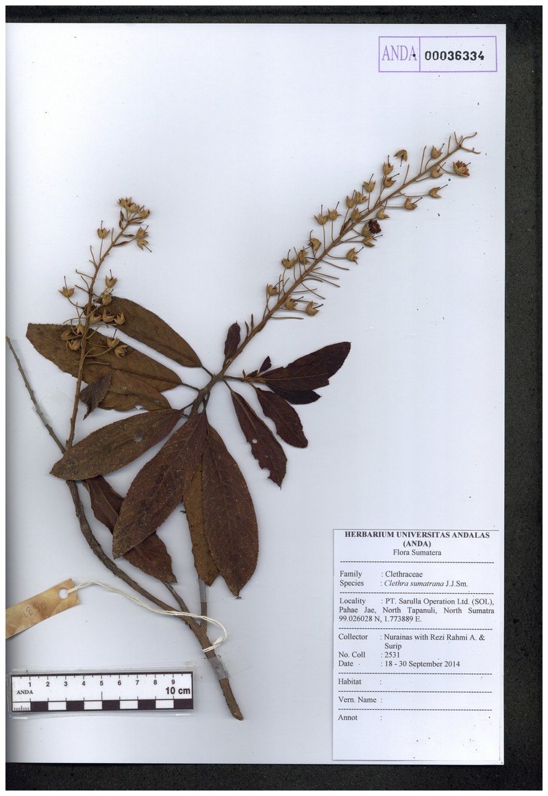 Clethra sumatrana photo 5