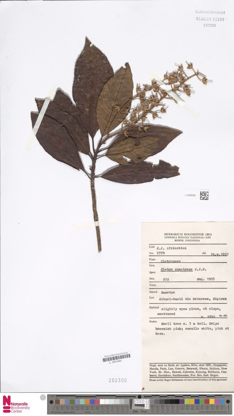 Clethra sumatrana photo 6