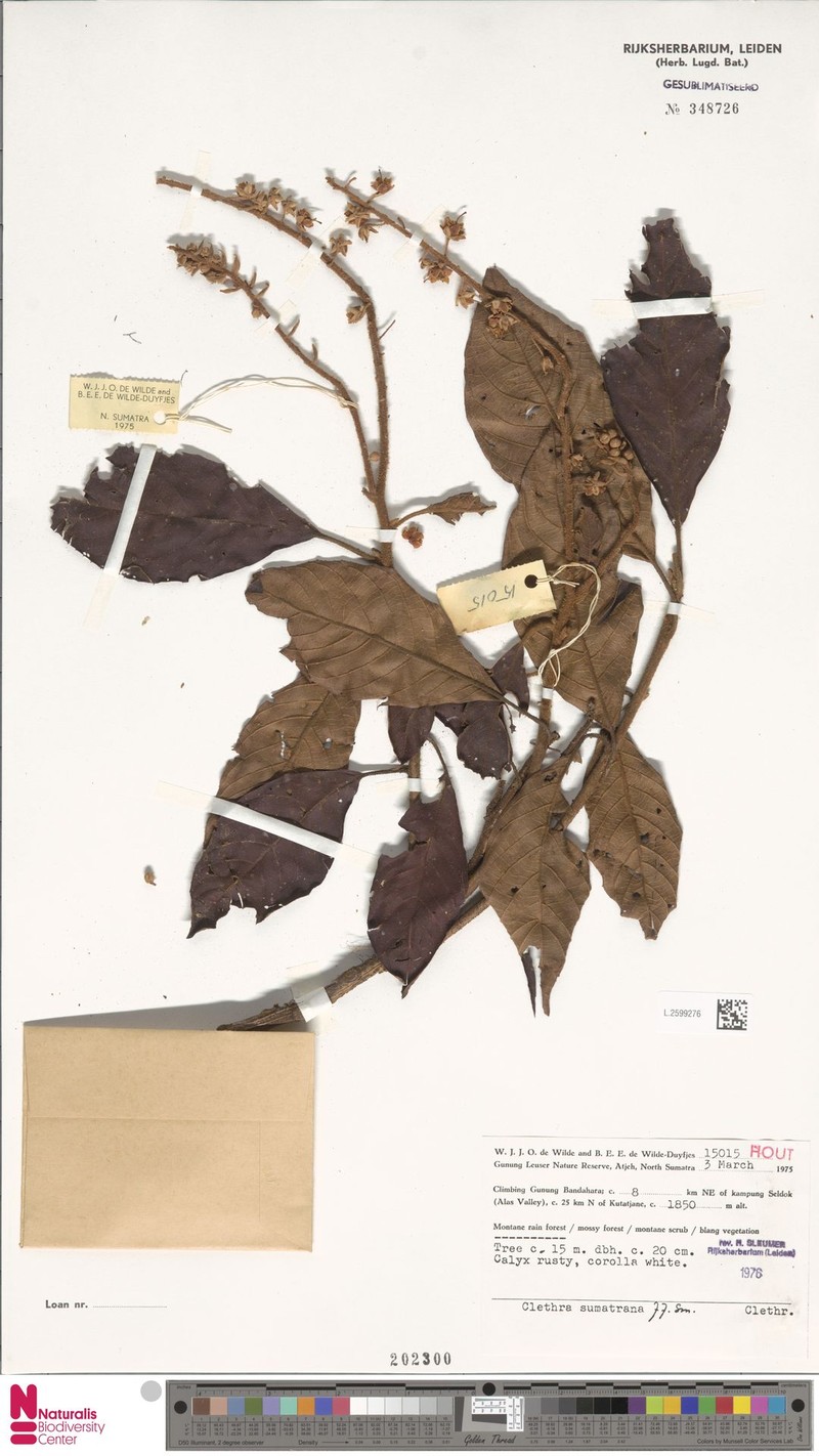 Clethra sumatrana photo 7