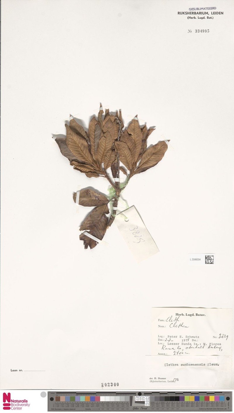 Clethra sumbawaensis