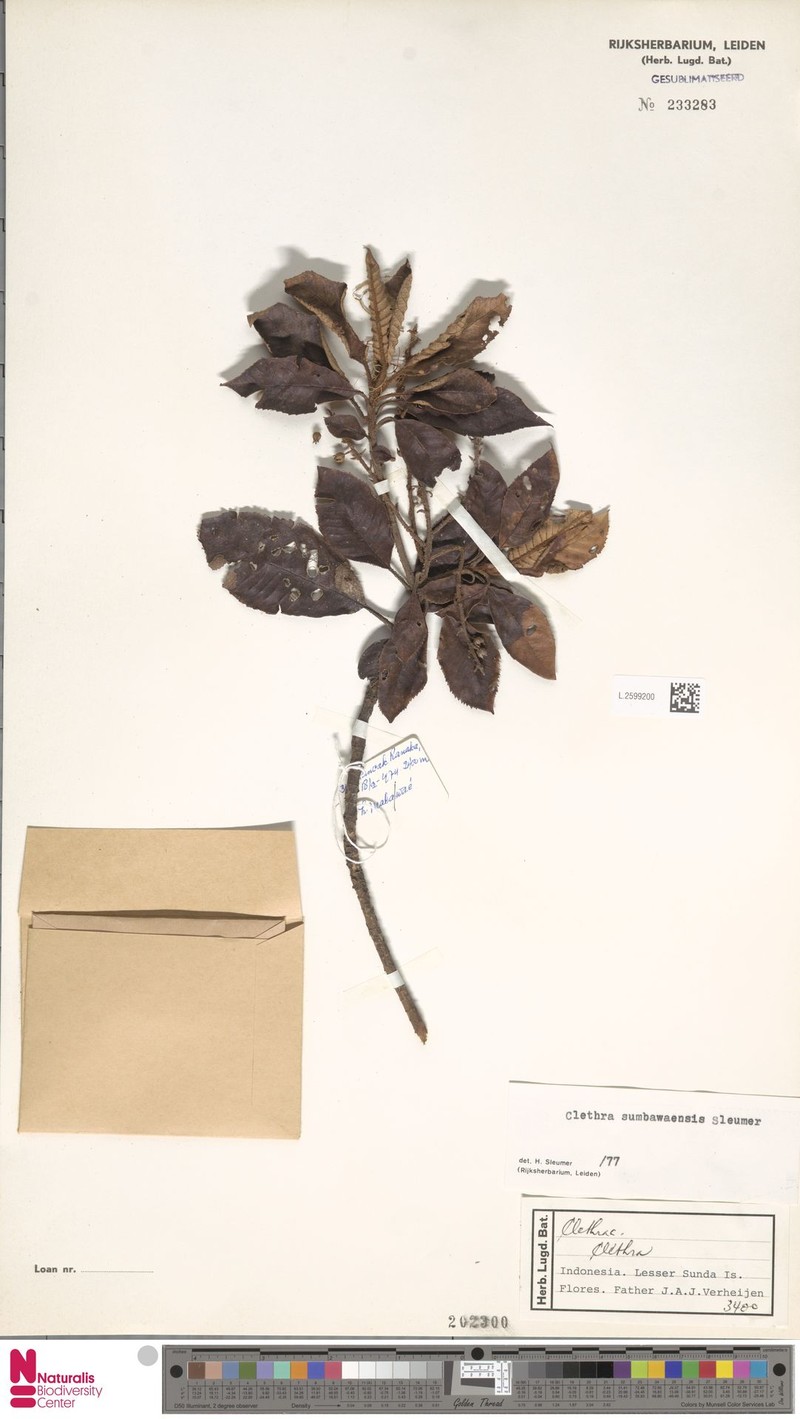 Clethra sumbawaensis photo 2