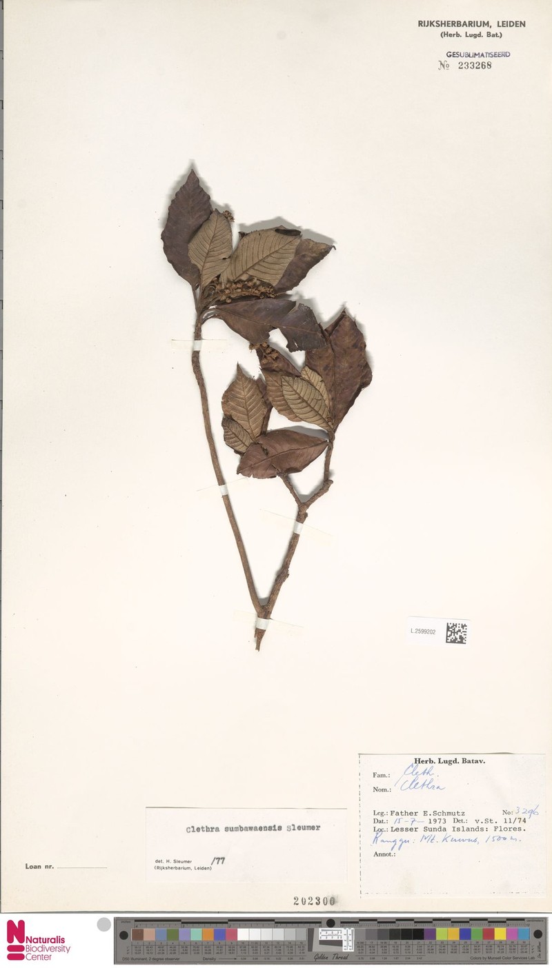 Clethra sumbawaensis photo 3