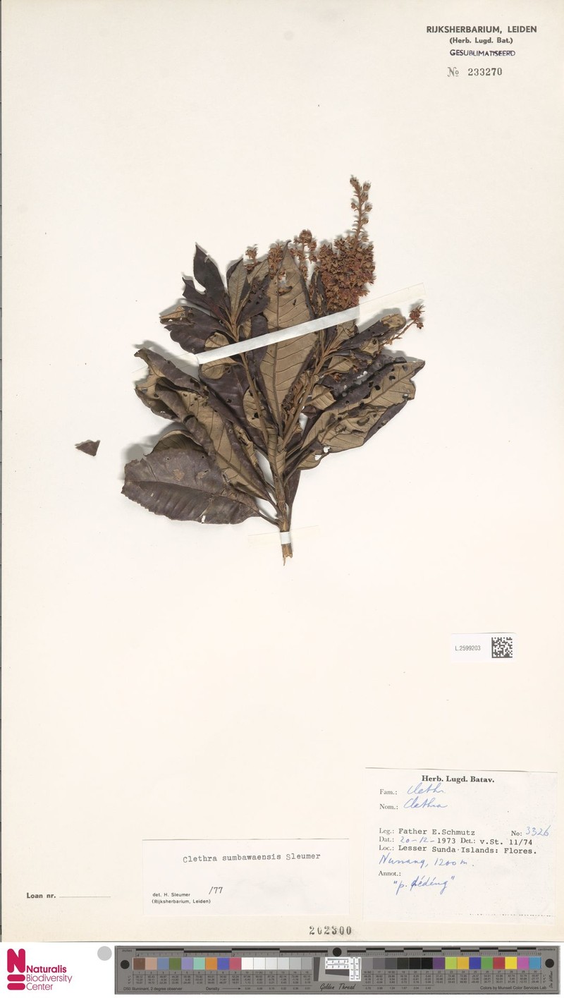 Clethra sumbawaensis photo 4