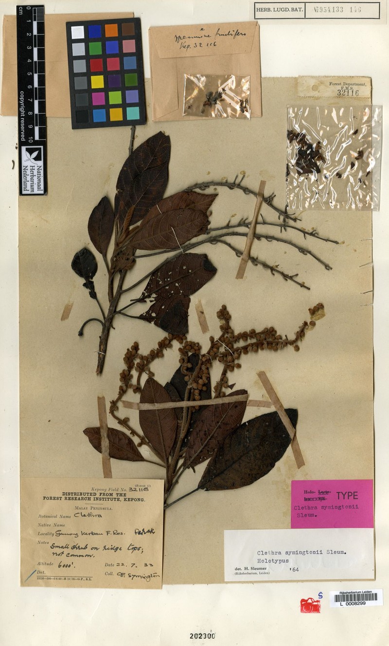 Clethra symingtonii