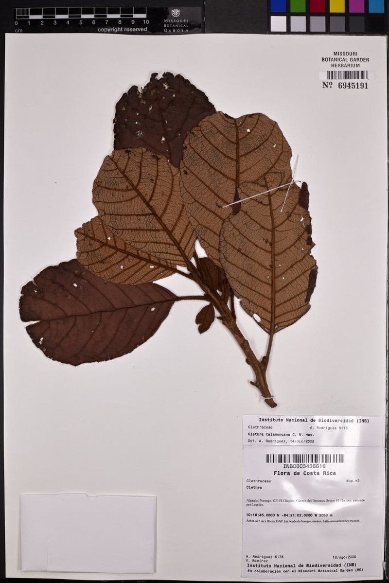 Clethra talamancana