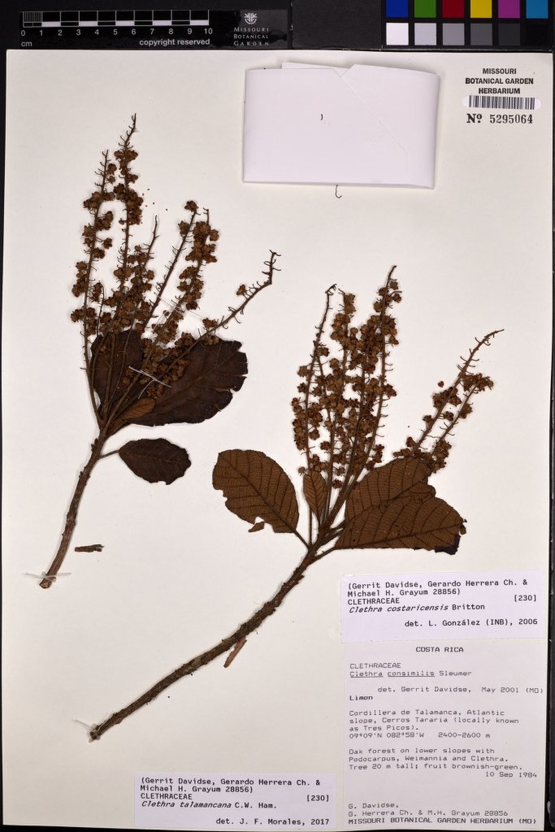 Clethra talamancana photo 2