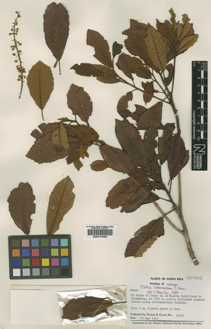 Clethra talamancana photo 3
