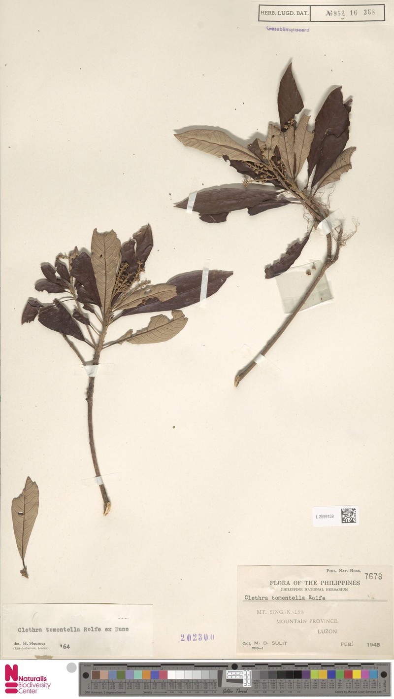 Clethra tomentella