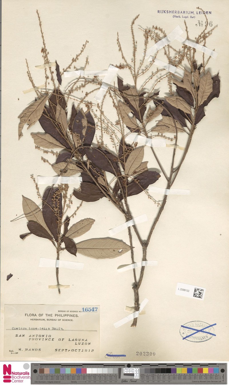 Clethra tomentella photo 2