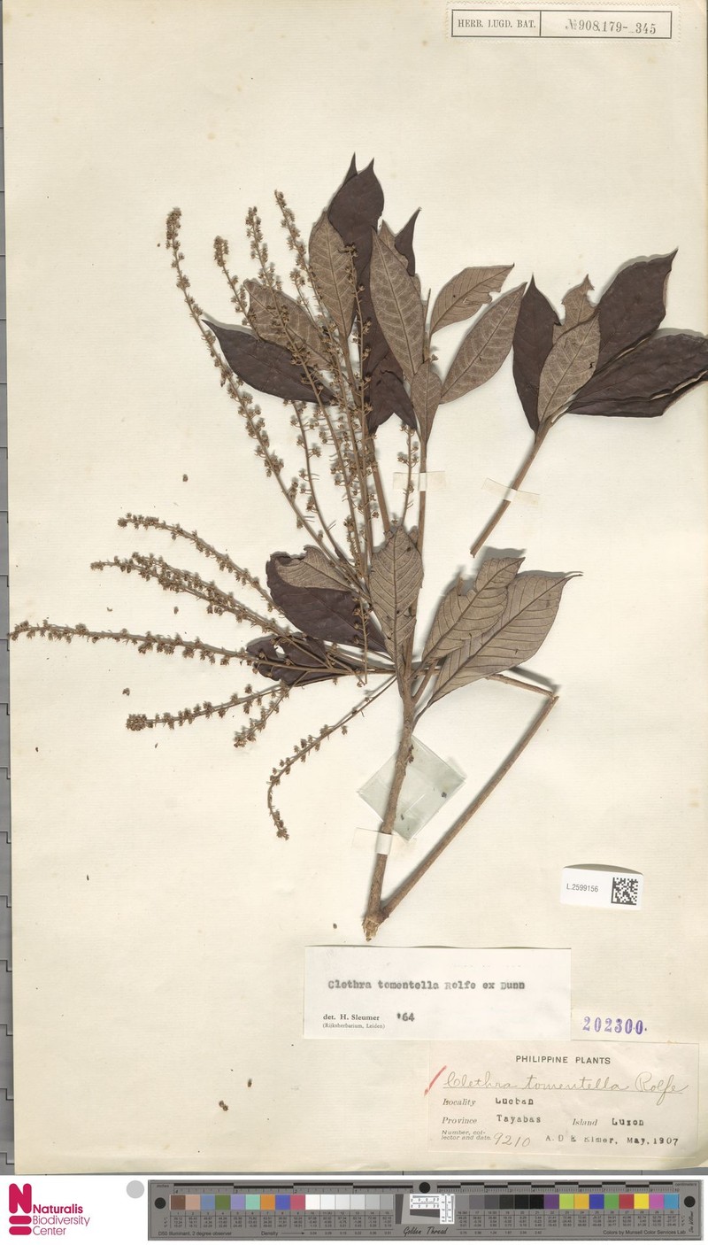 Clethra tomentella photo 3