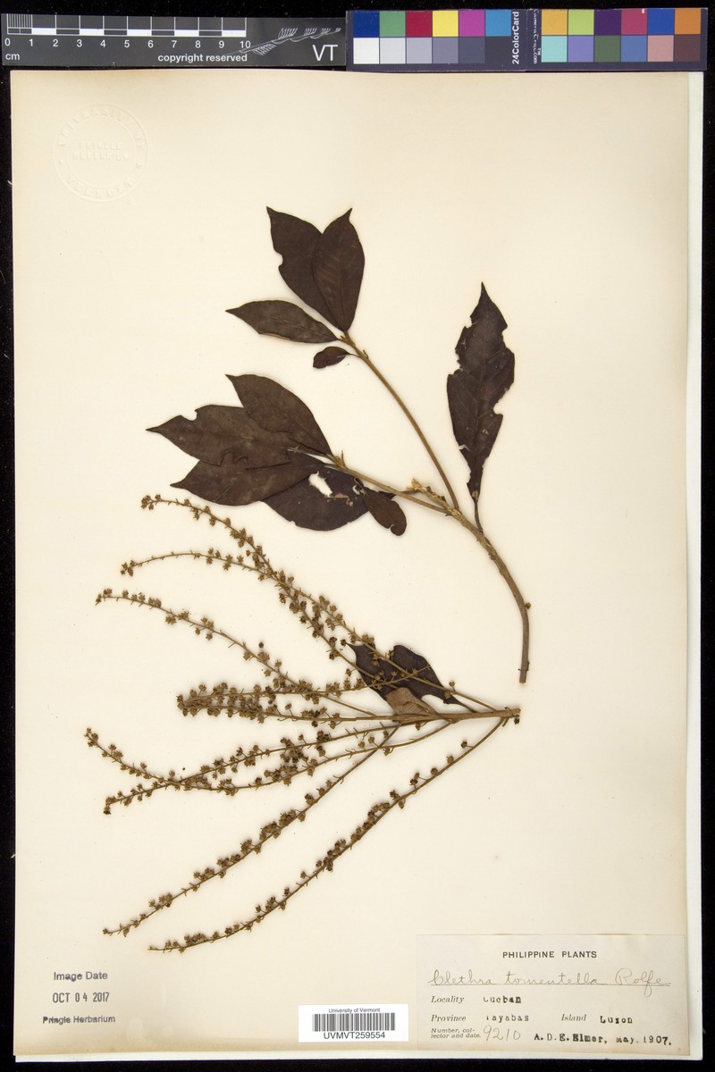 Clethra tomentella photo 4