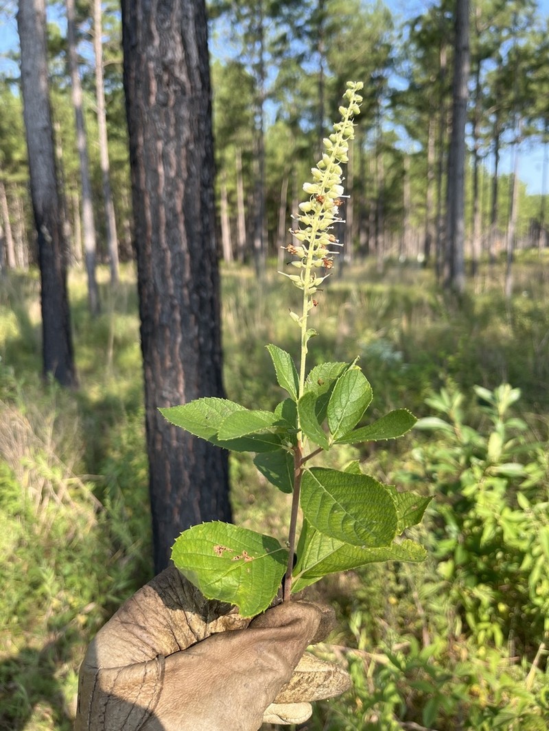 Clethra tomentosa