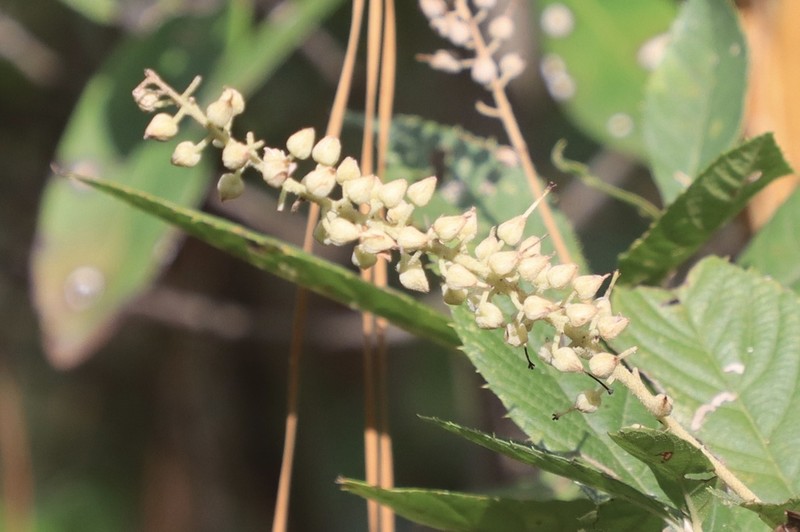 Clethra tomentosa photo 2