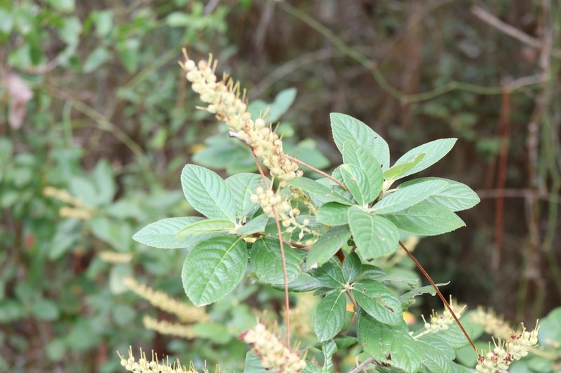 Clethra tomentosa photo 3