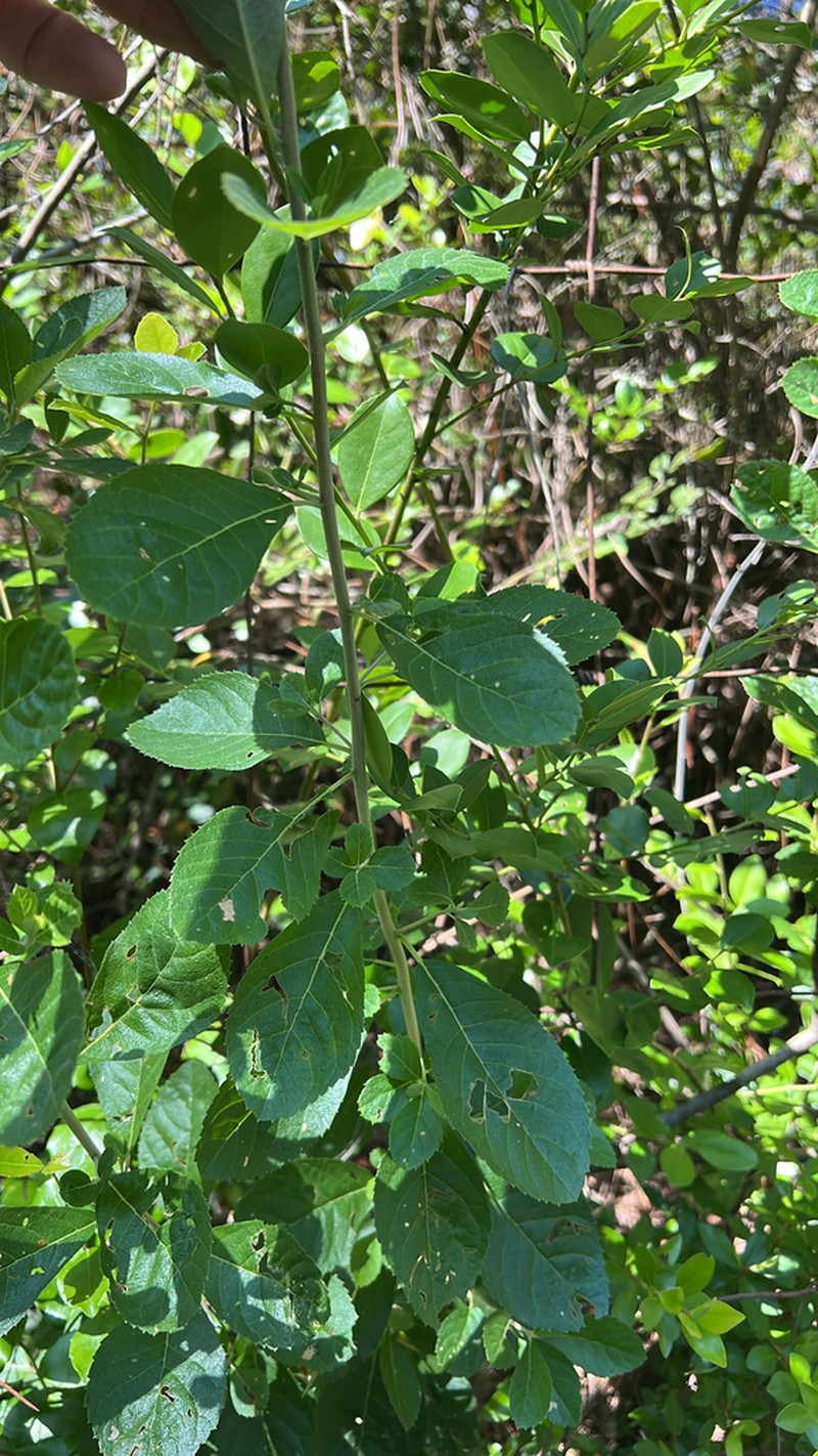 Clethra tomentosa photo 4