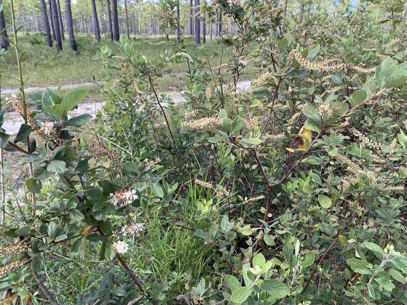 Clethra tomentosa photo 5