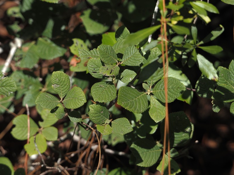 Clethra tomentosa photo 6