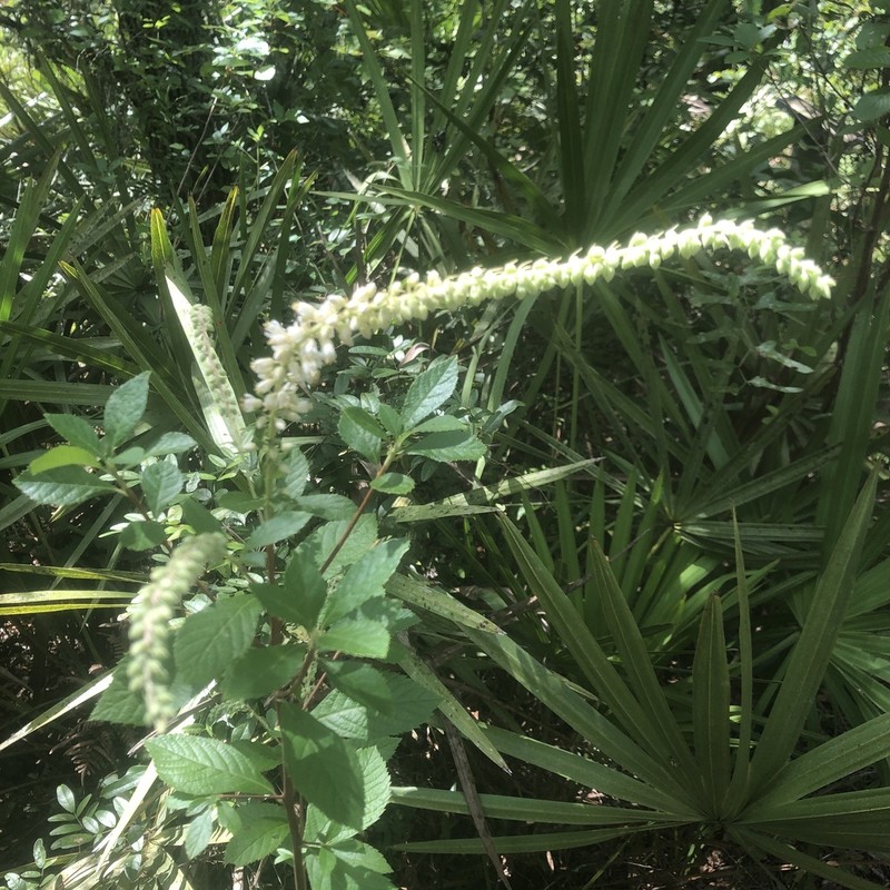 Clethra tomentosa photo 7